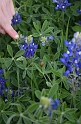 Kids_Bluebonnets2013 (203)